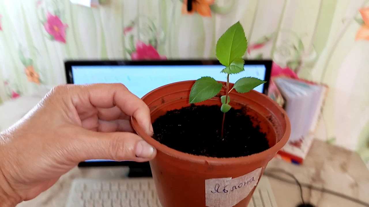 Как вырастить яблоню из семечка в домашних условиях, как посадить саженец дома