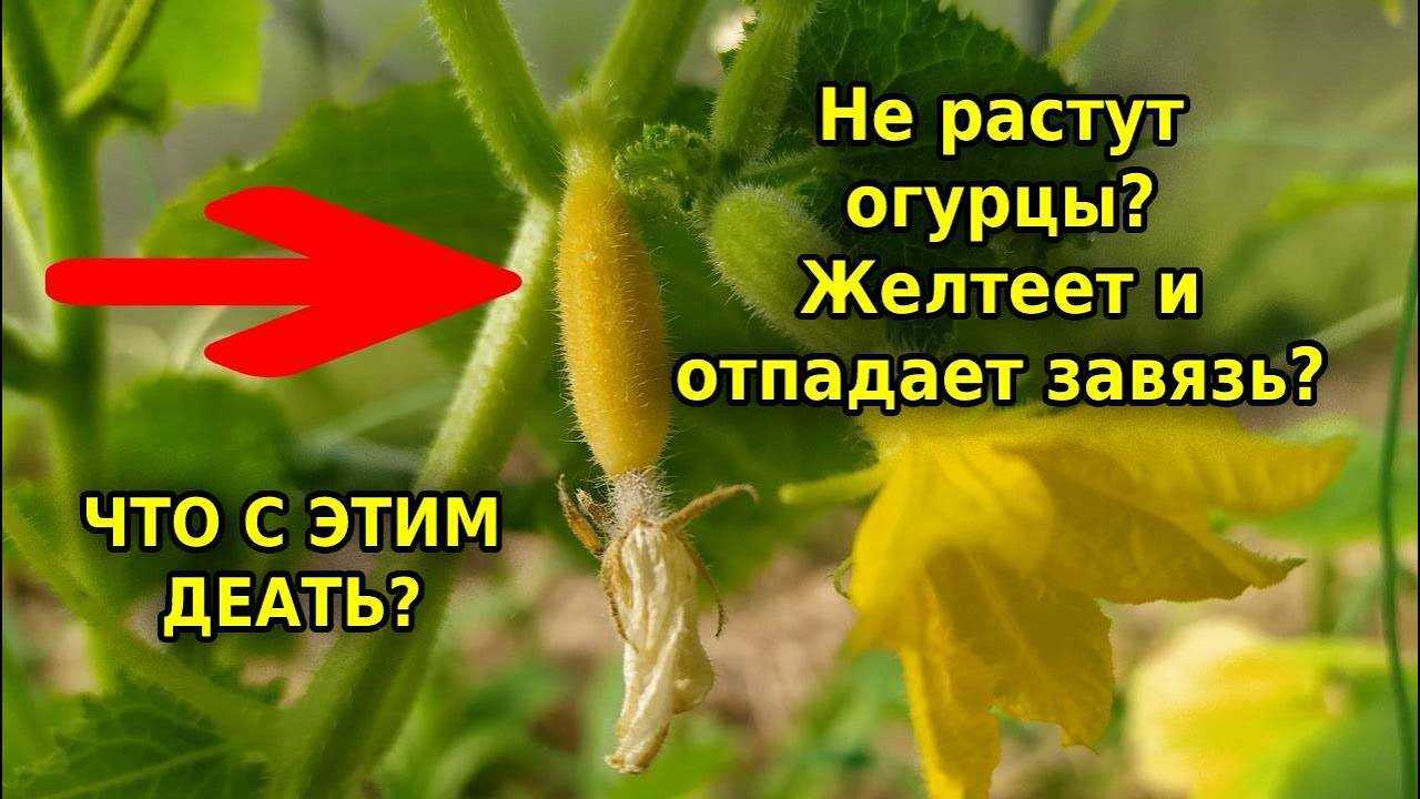 Желтеют завязи на огурцах в теплице что делать