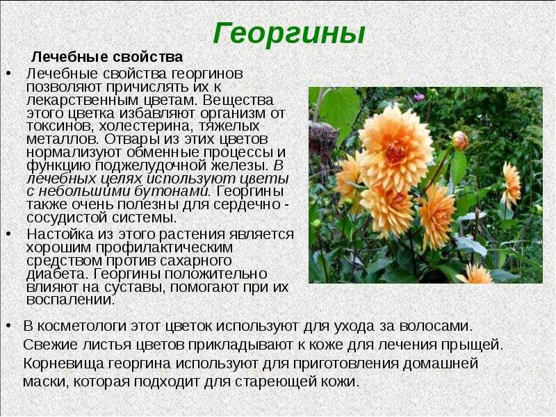 Георгины: посадка и уход, описание 10 сортов | фото