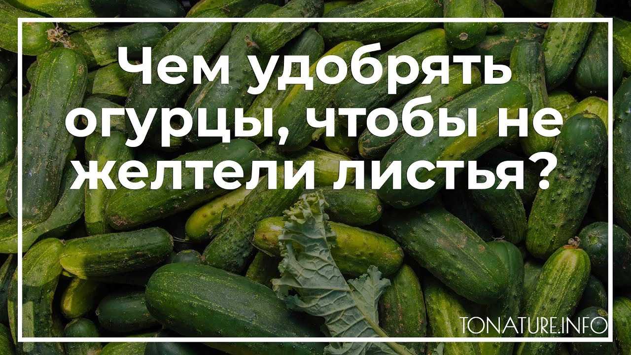 Чем подкормить огурцы, чтобы не желтели листья