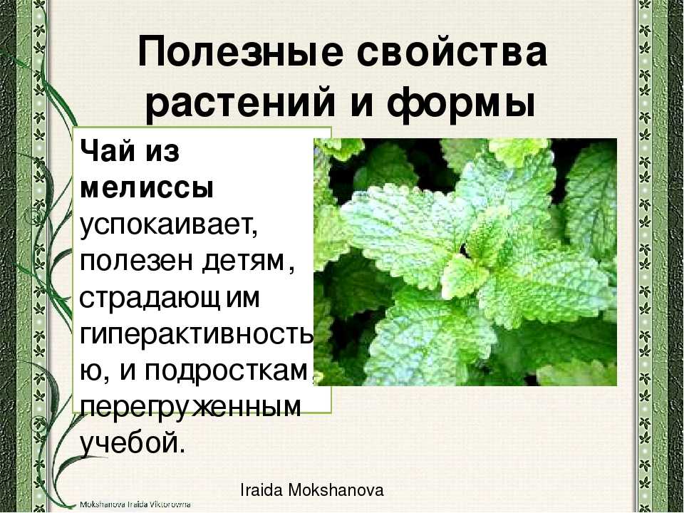 Мята и мелисса, сходства и отличия растений, характеристики пряных трав и фото, а также полезные свойства