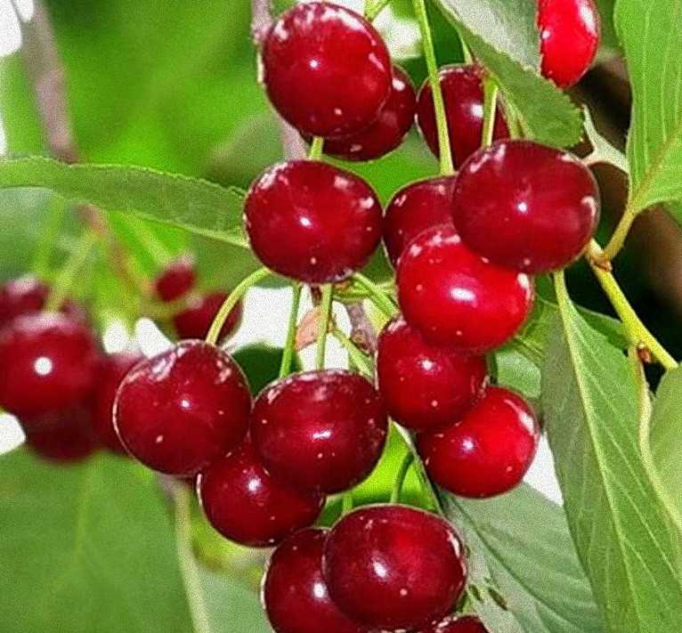 Сорта вишни для подмосковья: самые сладкие, вкусные, крупные, самоплодные и особенности выращивания в данном регионе