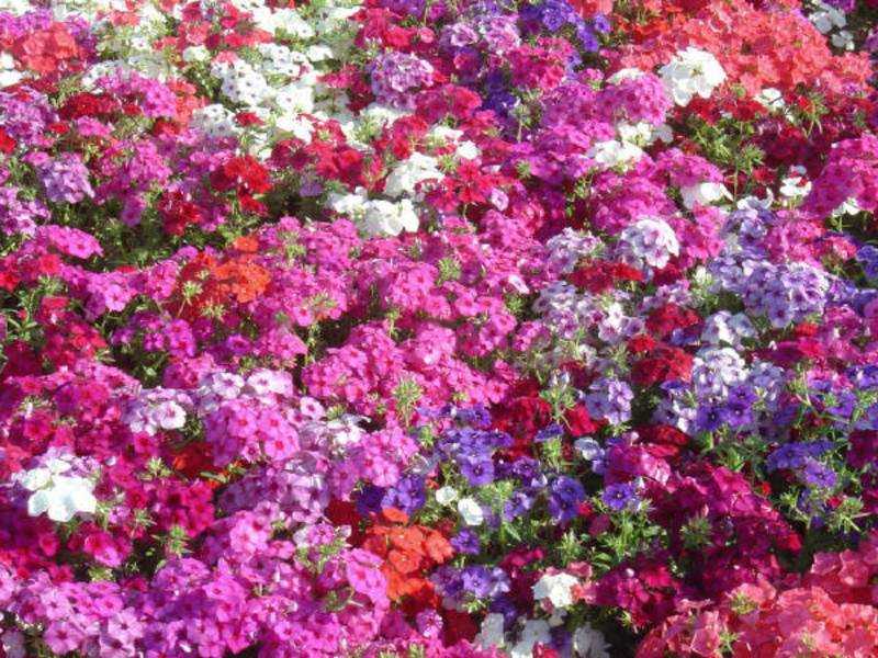 Флокс друммонда: выращивание из семян, когда сажать_ | speakingflower.ru