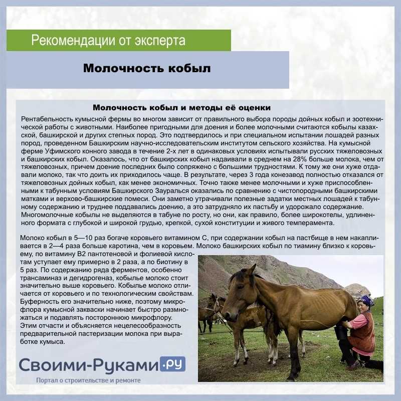 Как доят кобылу? 10 интересных фактов, фото, видео