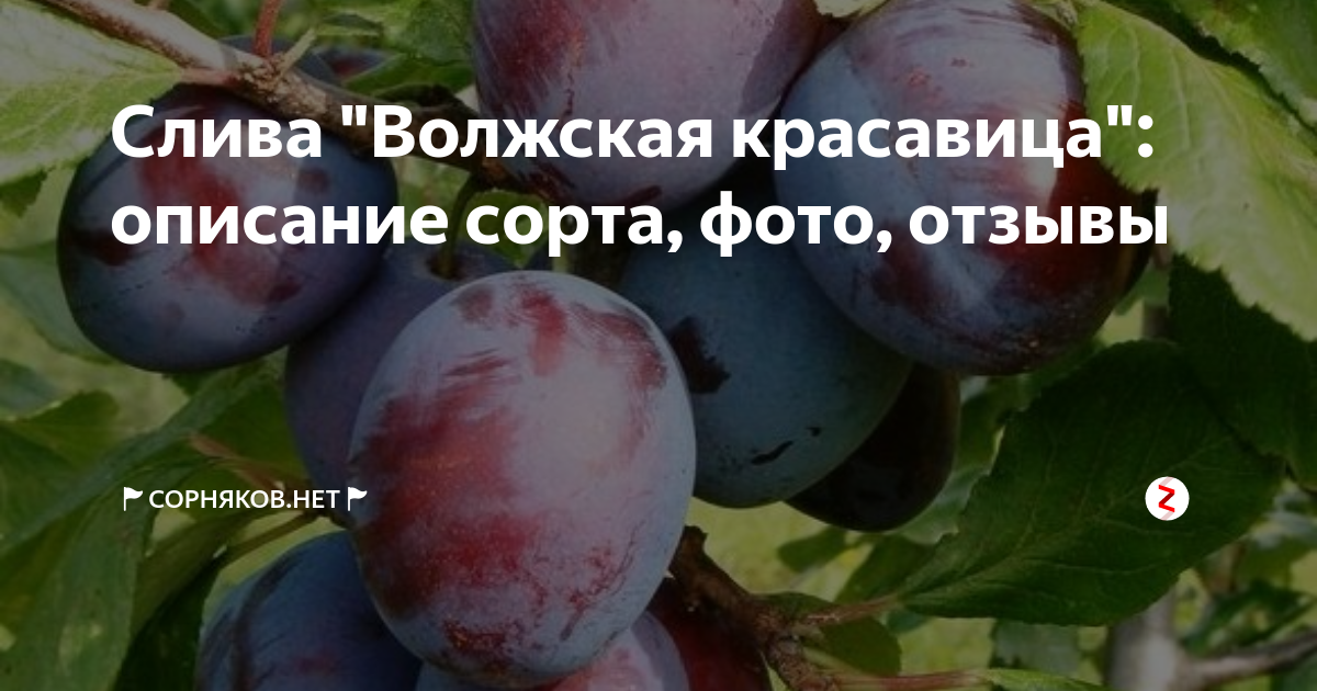О сливе Волжская Красавица: описание сорта, агротехника выращивания