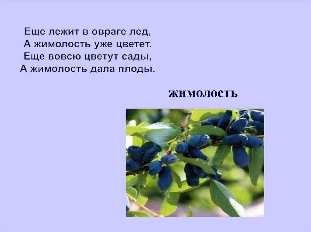 Описание сортов жимолости