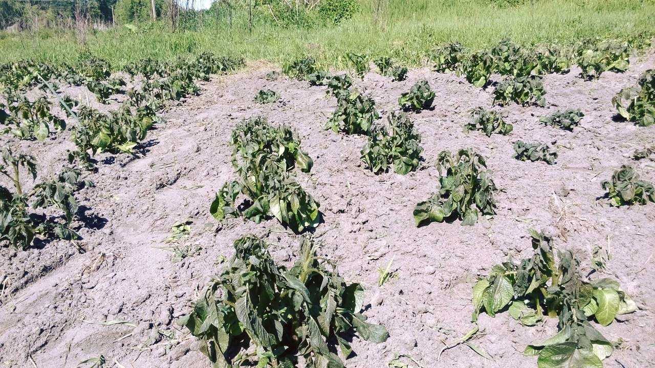 ✅ можно ли сажать подмороженный картофель (подмерзший), что с ним делать