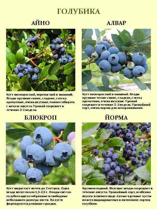 О голубике Торо: описание и характеристики сорта, уход и выращивание