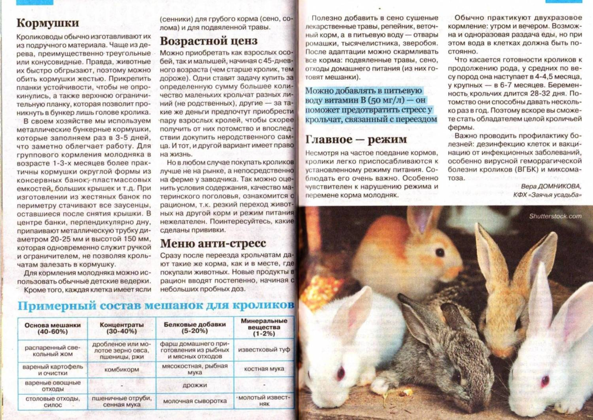 Как разводить кроликов?