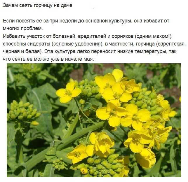 Горчица как сидерат когда посеять, нормы посева. когда скашивать горчицу. что делать со скошенной горчицей. горчица как удобрение