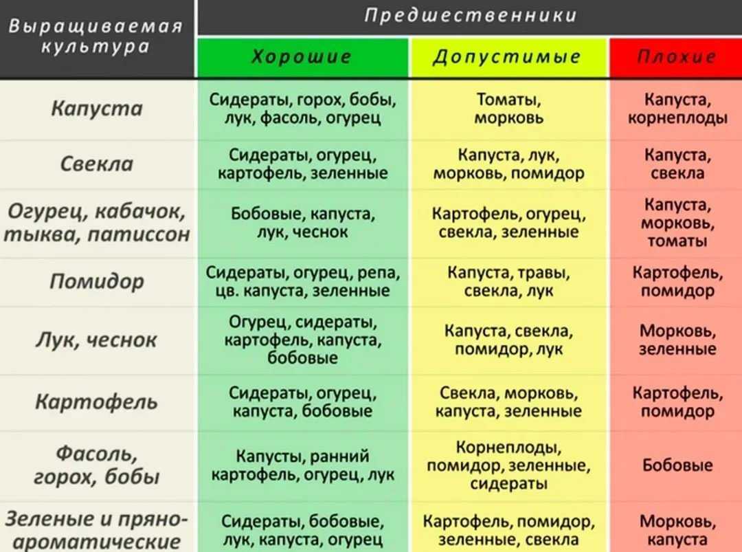 Выбираем предшественников: после чего сажать клубнику осенью