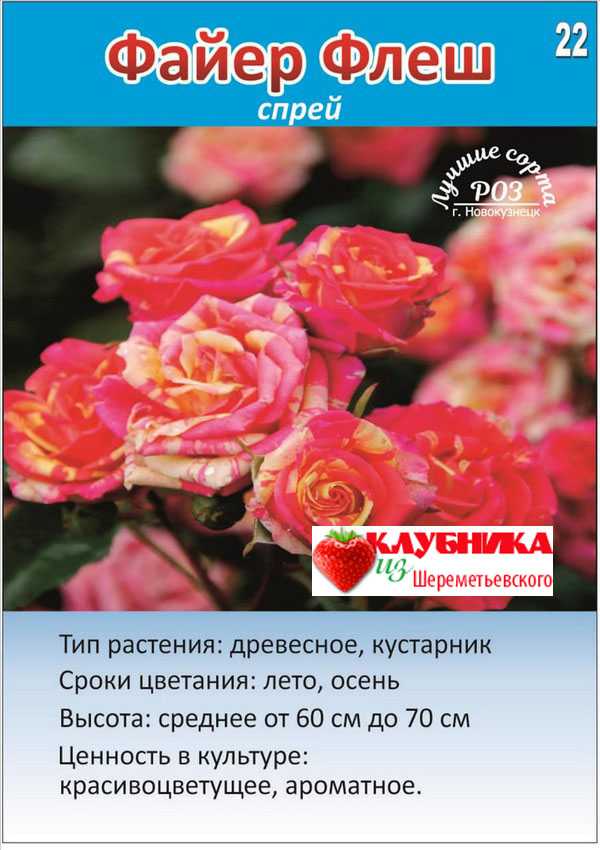 О розе fire flash: описание и характеристики, выращивание сорта кустовой розы