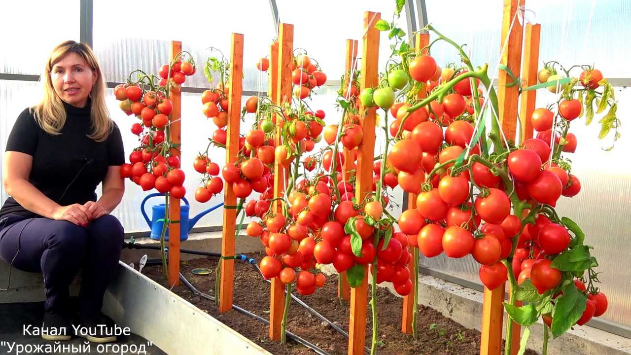 Выращивание высокорослых томатов в открытом грунте