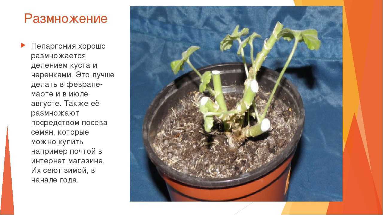 Пеларгония плющелистная: уход за ампельными сортами