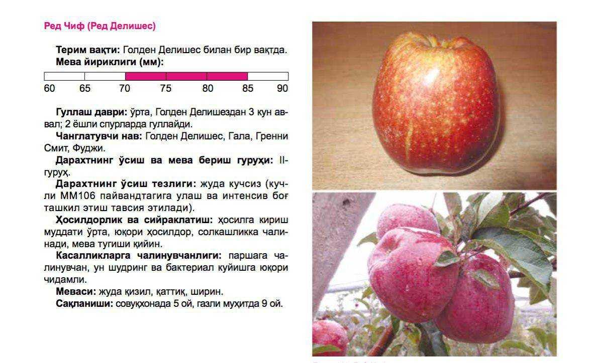 Сорт яблони братчуд – описание, фото