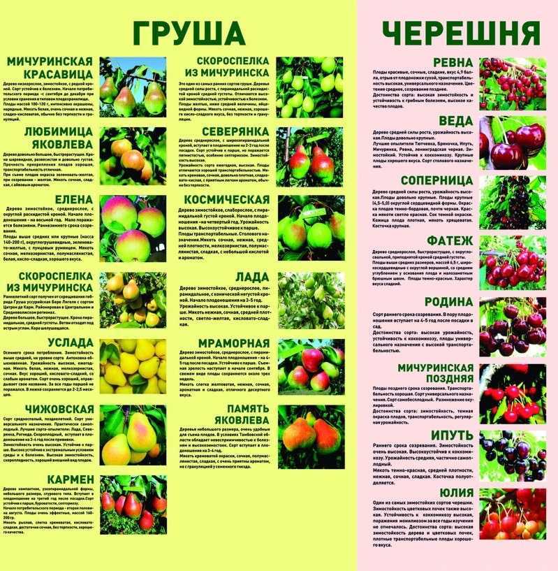 Черешня веда: описание сорта и его характеристика, особенности посадки и ухода, фото