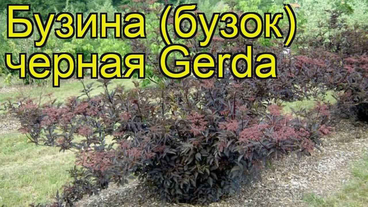 Сорта черной бузины для подмосковья – правильный выбор, особенности, свойства и уход