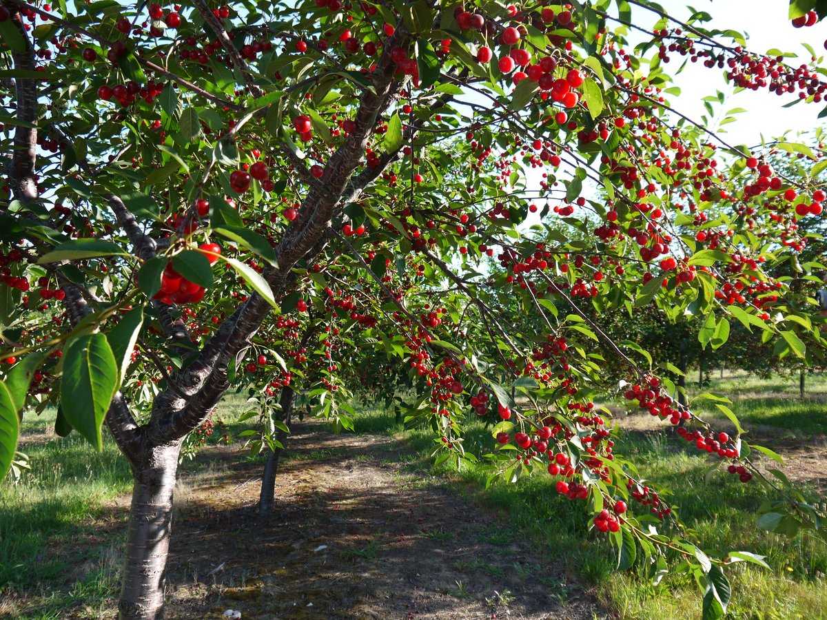 Низкорослая вишня – сорта, описание, посадка и уход