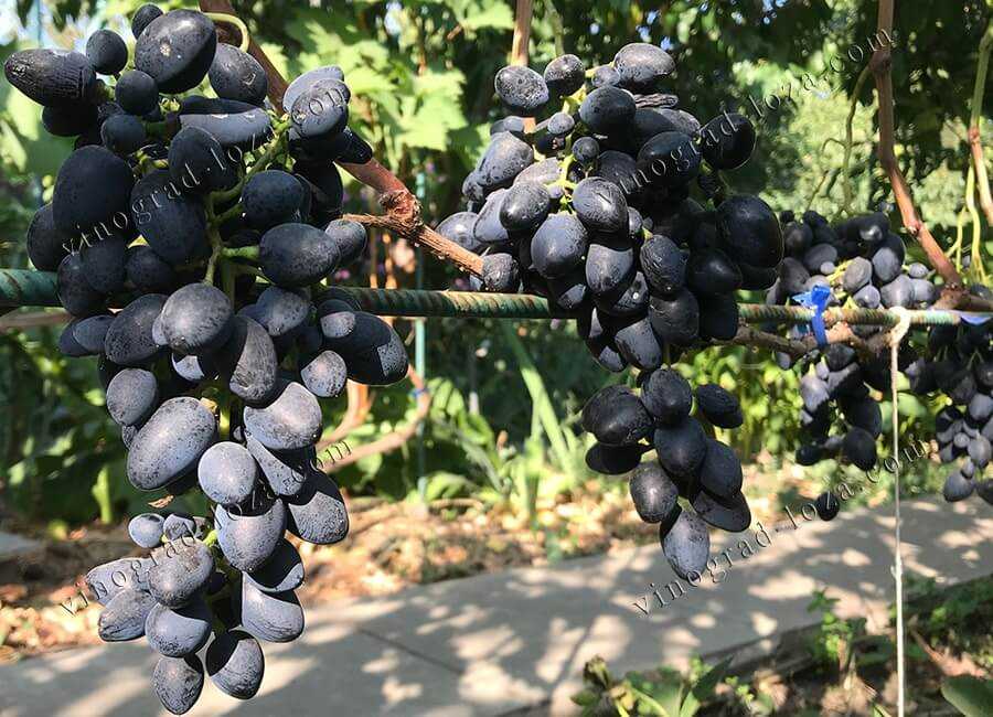 Виноград надежда аксайская – изысканный вкус и высокий урожай при минимальном уходе