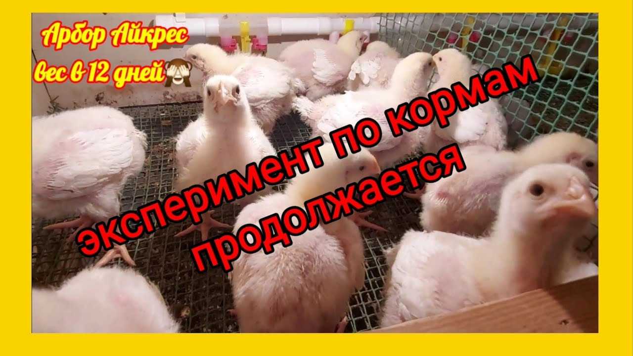 Бройлер арбор айкрес — мясной кросс кур. описание, характеристика, кормление, выращивание, отзывы