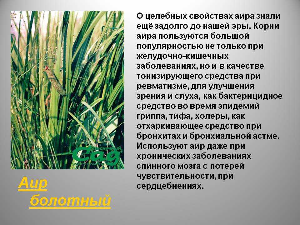 Любисток: лечебные свойства