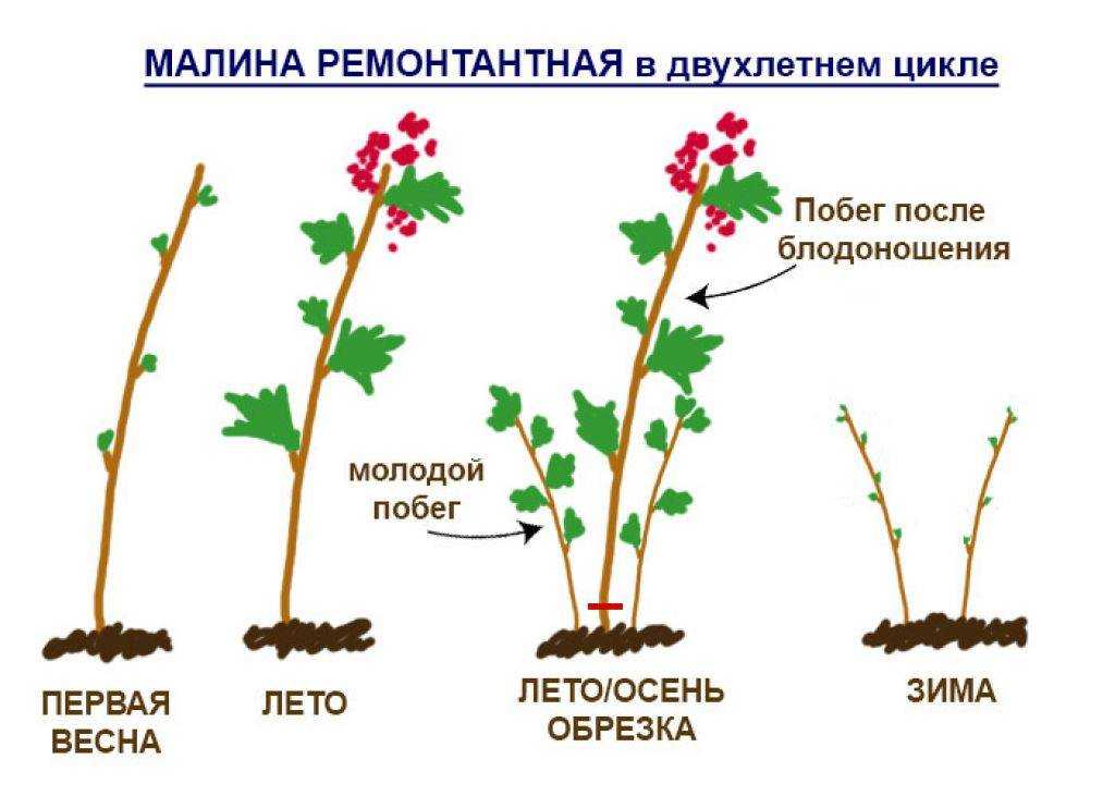 Когда и как правильно проводить обрезку ежевику