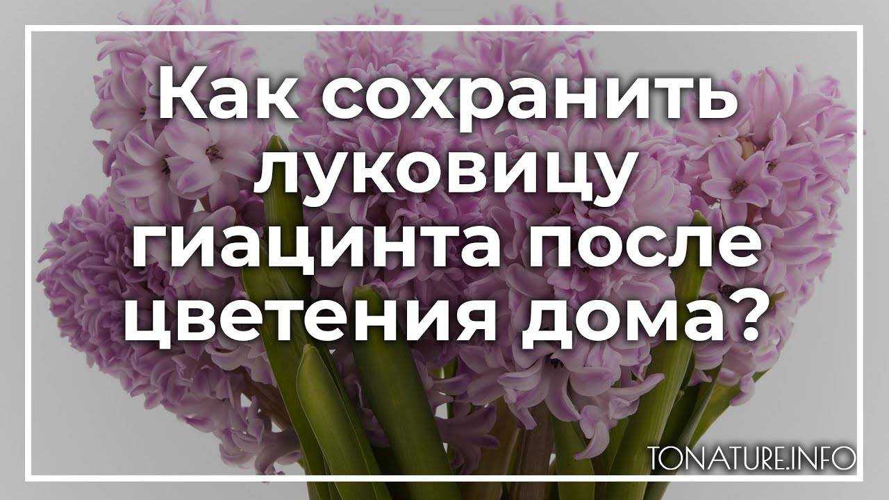 Как ухаживать за гиацинтом после выгонки