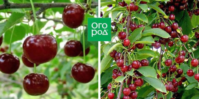 Коккомикоз вишни – основные симптомы, лечение, меры борьбы