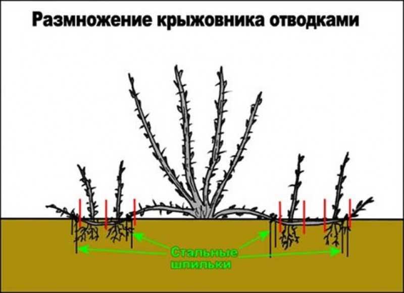 Как легко и просто размножить любой сорт крыжовника: отводками и черенками