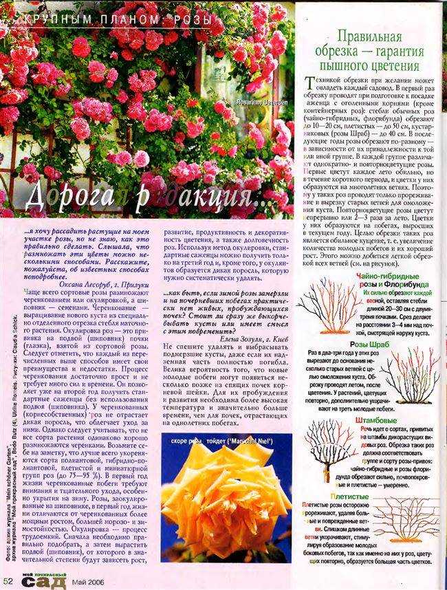 Роза абракадабра - описание сорта чайно-гибридной розы, фото, посадка, уход