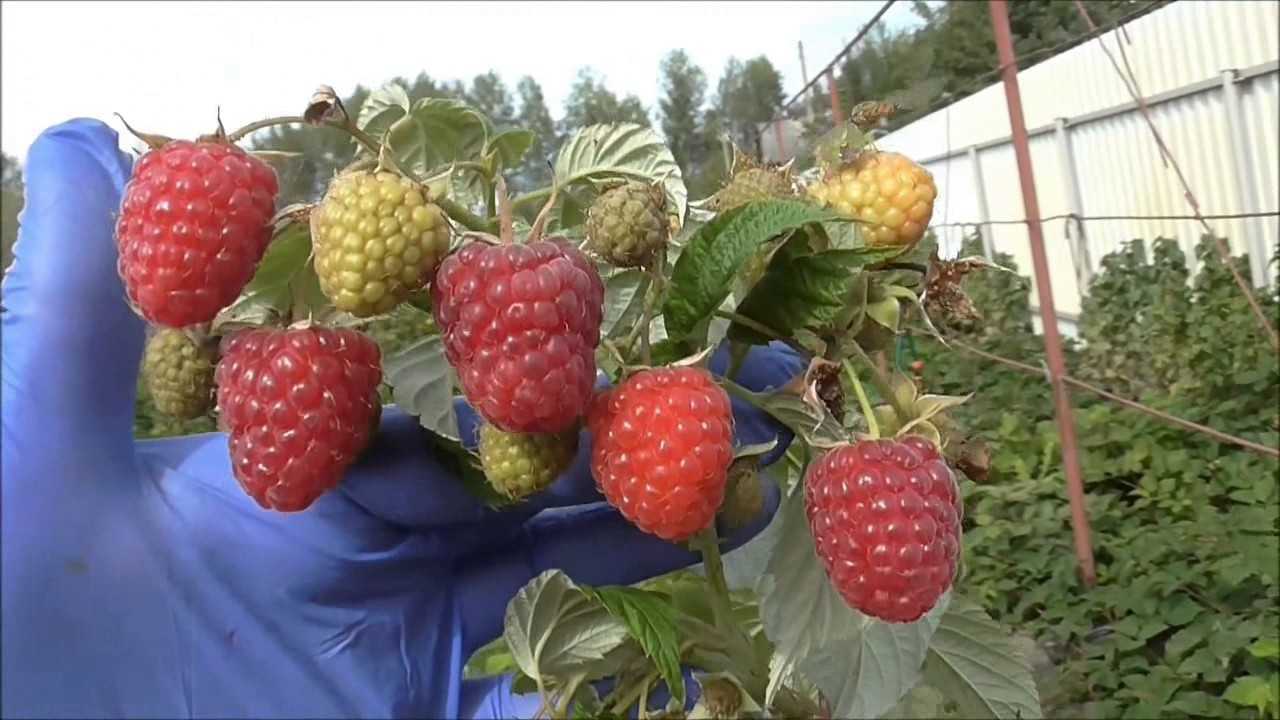 Малина химбо топ, описание сорта, характеристики
