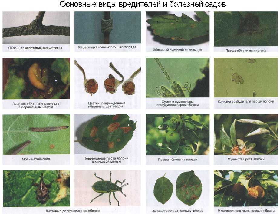 Долгоносик - опасный плодовый вредитель