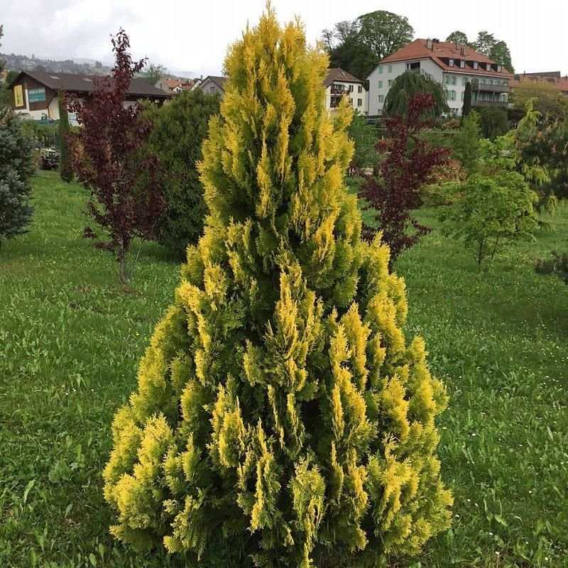 Туя западная еллоу риббон (йеллоу риббон, yellow ribbon): фото и описание, высота, отзывы