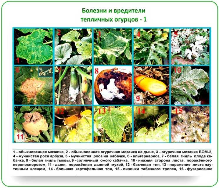 Болезни огурцов фото, описание и лечение в теплице, в открытом грунте