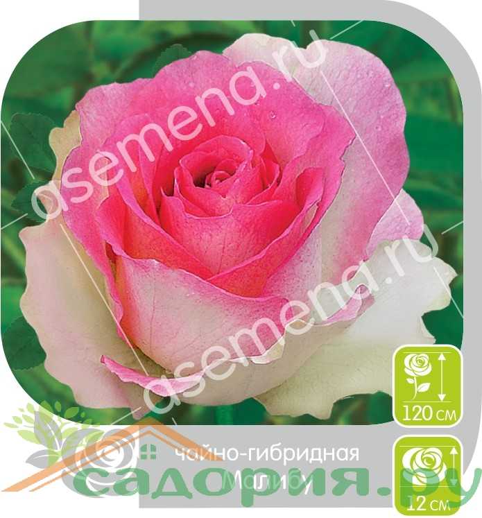 Выбираем сорт розы: флорибунда, плетистая, шраб?