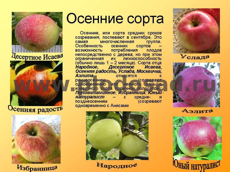 Яблоня юный натуралист: характеристика, фото и описание сорта