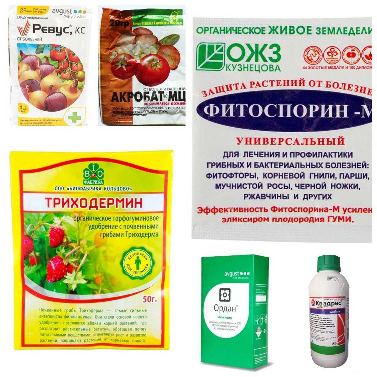 Фитофтороз картофеля | справочник пестициды.ru