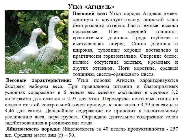 Пекинские, руанские, кряквы, утки муларды и другие породы выращиваем без проблем!
