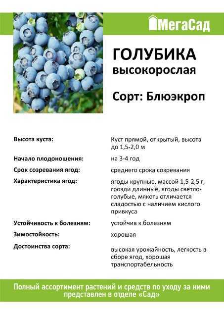 Когда лучше сажать голубику