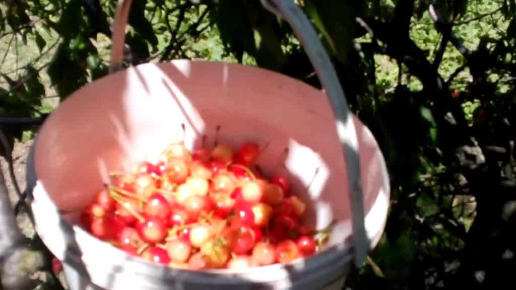 Комбайн для уборки яблок - техника и спецтехника в подробностях