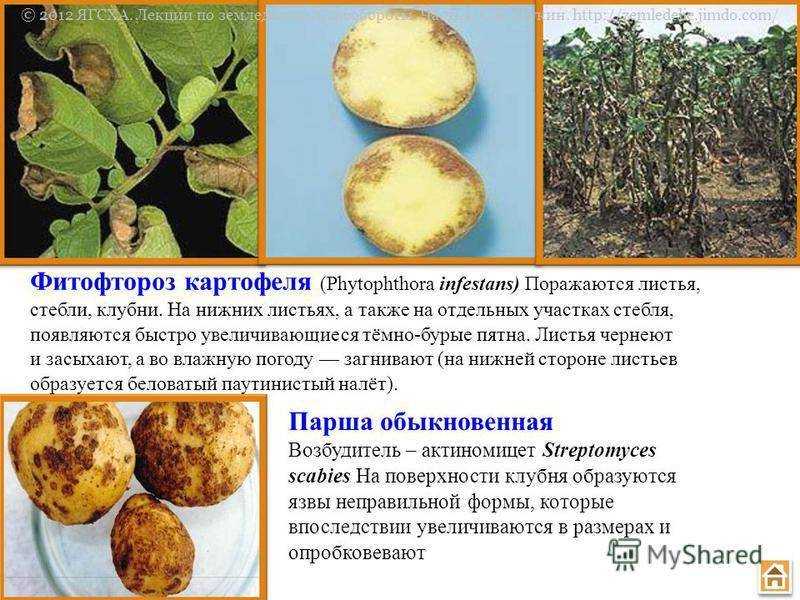 Обработка картофеля против фитофторы – лучшие средства