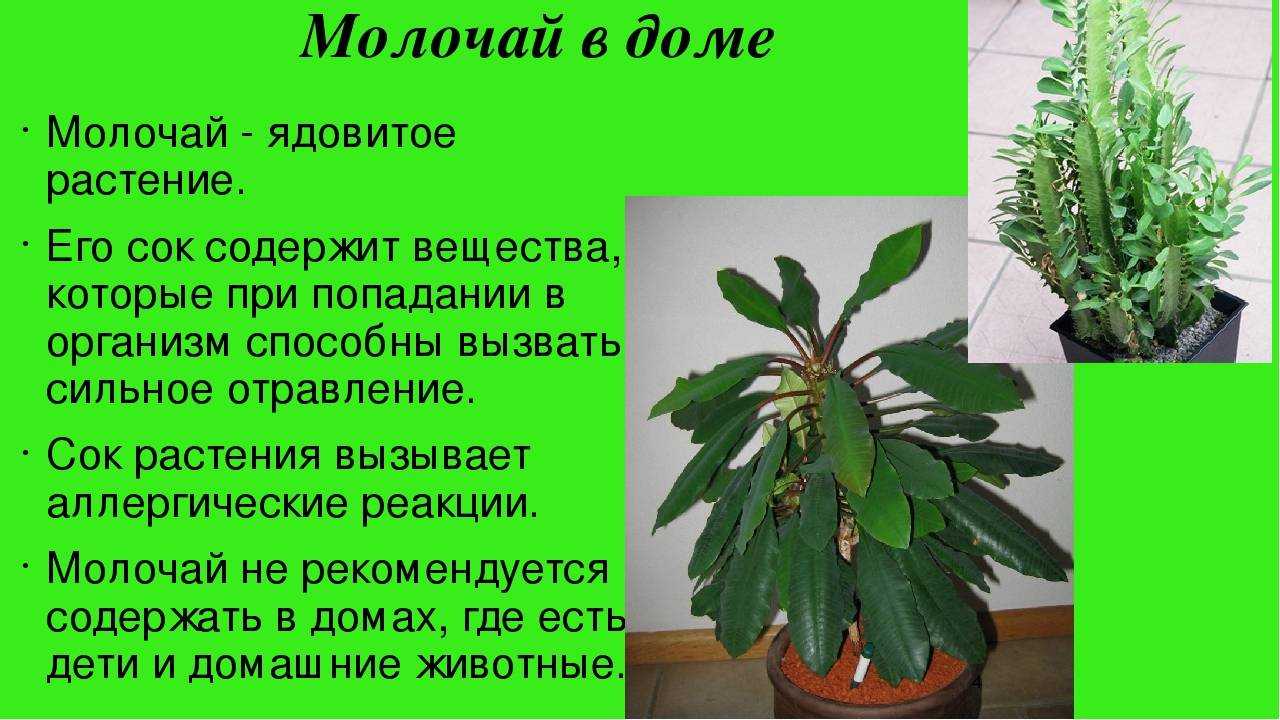 Гиппеаструм: описание видов и рекомендации по уходу в домашних условиях