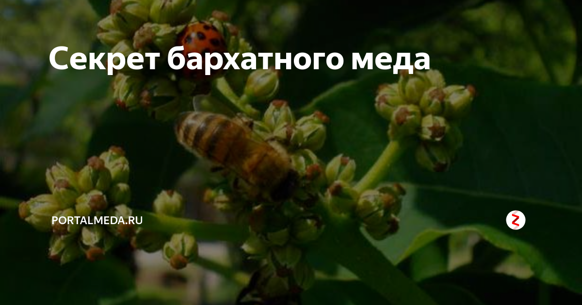 Акациевый мед: полезные свойства, противопоказания
