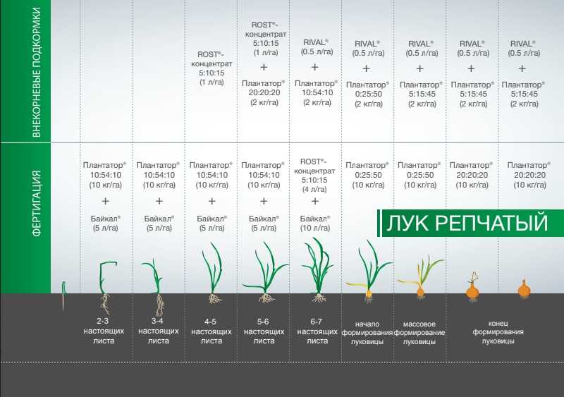 Удобрение для лука: внесение весной и летом, подготовка к зиме