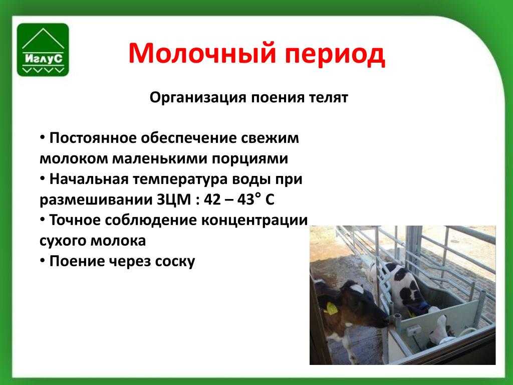 ᐉ как быстро откормить лошадь на мясо в домашних условиях - zooon.ru