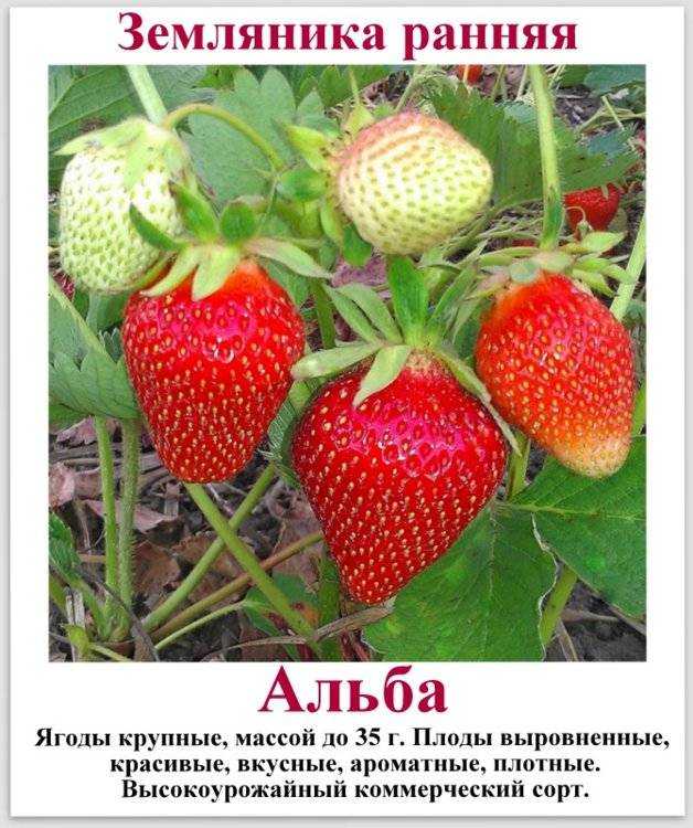 Описание раннего сорта клубники «даренка»