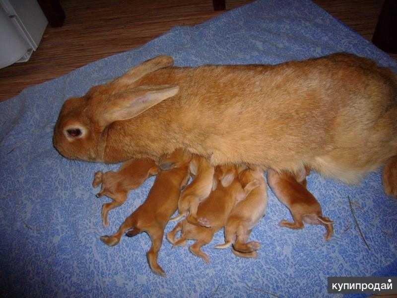 Сколько живут декоративные кролики