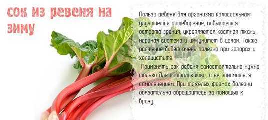 Ревень: польза и вред для организма человека, рецепты использования