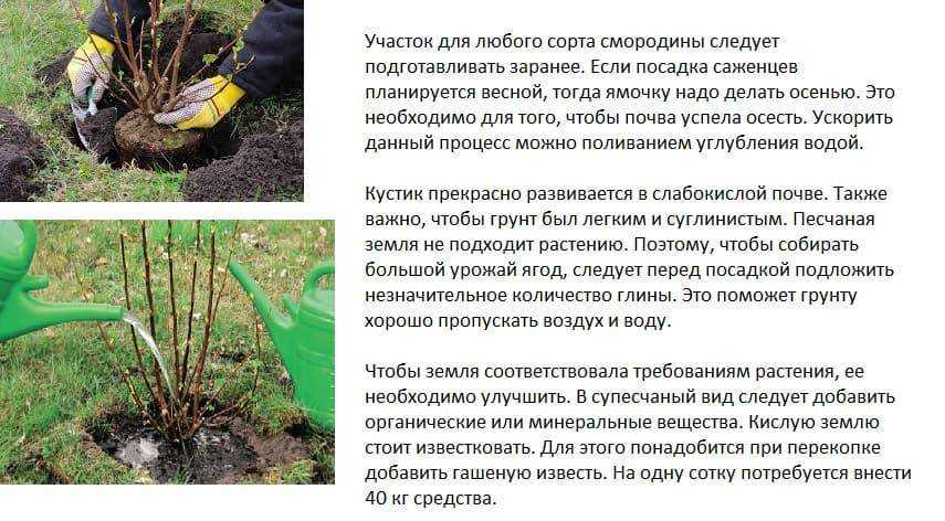 Почему не плодоносит черная смородина: почему нет ягод, что делать, почему не цветет красная, не растет, причины, цветет но не плодоносит | qlumba.com