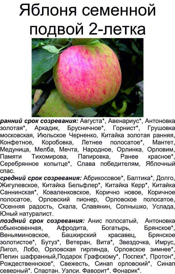 Яблоня бельфлер китайка: агротехника, описание сорта, фото, отзывы